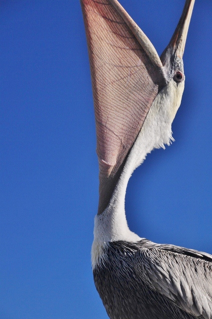 Pelican at Port San Luis